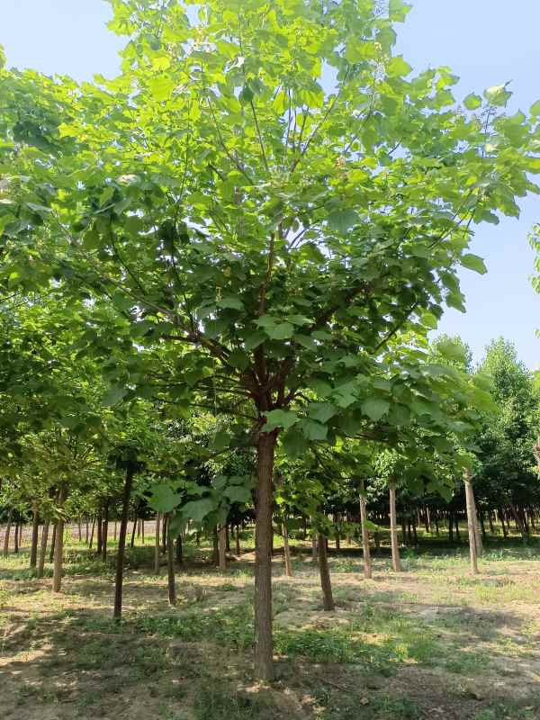 1733639156864546.jpg IMG_20220607_151311.jpg