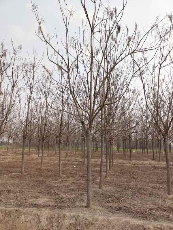 1733639215594323.jpg IMG_20230317_122716.jpg