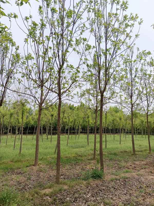 1733639451801548.jpg IMG_20220427_121709.jpg