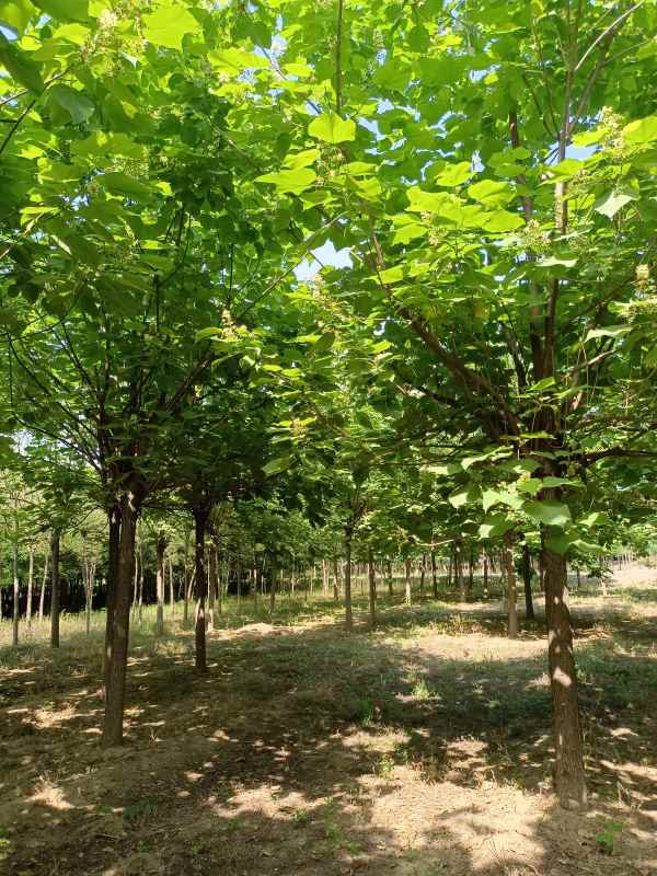 1733639525781570.jpg IMG_20220607_151354.jpg