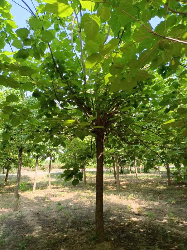 1733639672515561.jpg IMG_20220607_151427.jpg