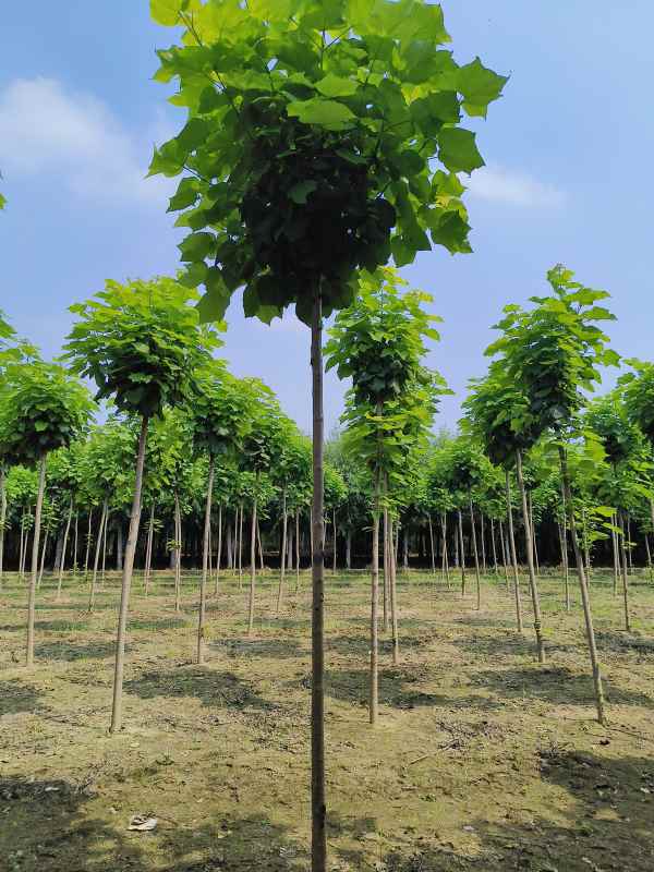 1733639803839292.jpg IMG_20230831_133344.jpg