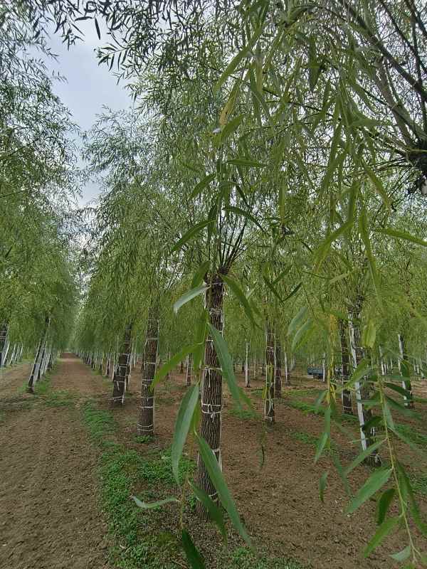 1733639880294787.jpg IMG_20231002_110630.jpg