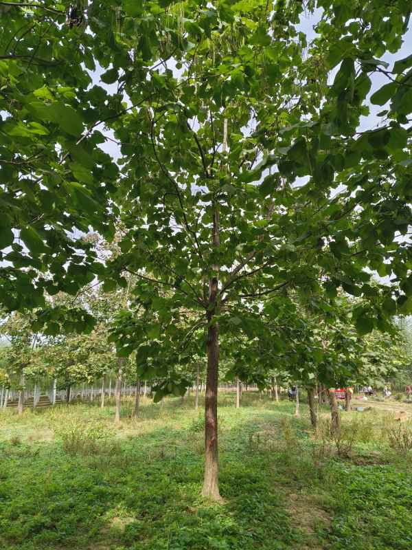 1733640057476692.jpg IMG_20231002_114722.jpg