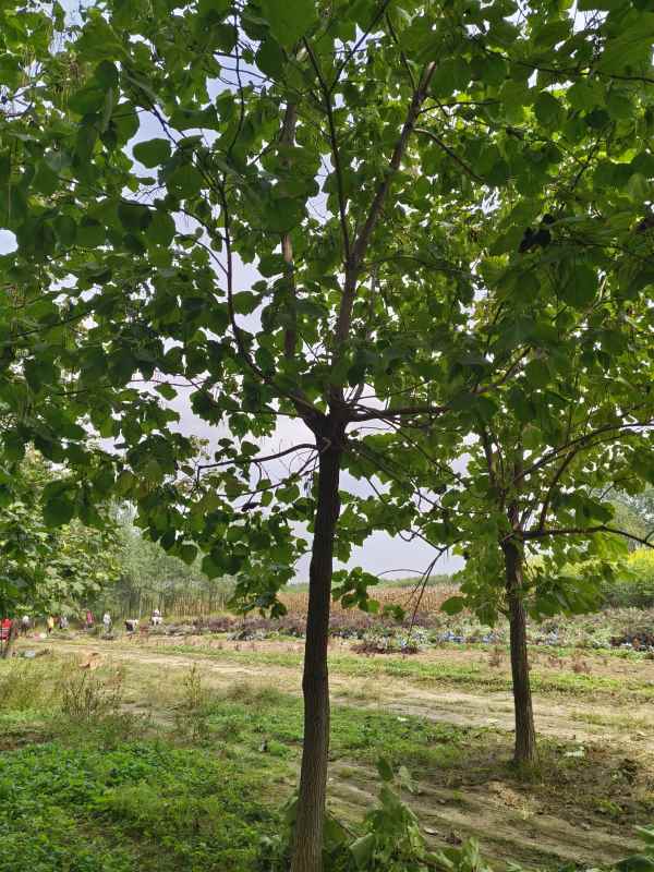 1733640116714626.jpg IMG_20231002_114724.jpg