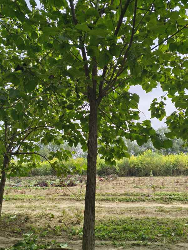 1733640174214876.jpg IMG_20231002_114726.jpg