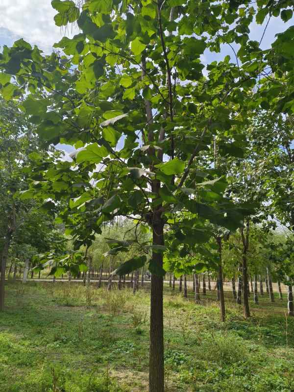 1733640303251476.jpg IMG_20231002_114731.jpg