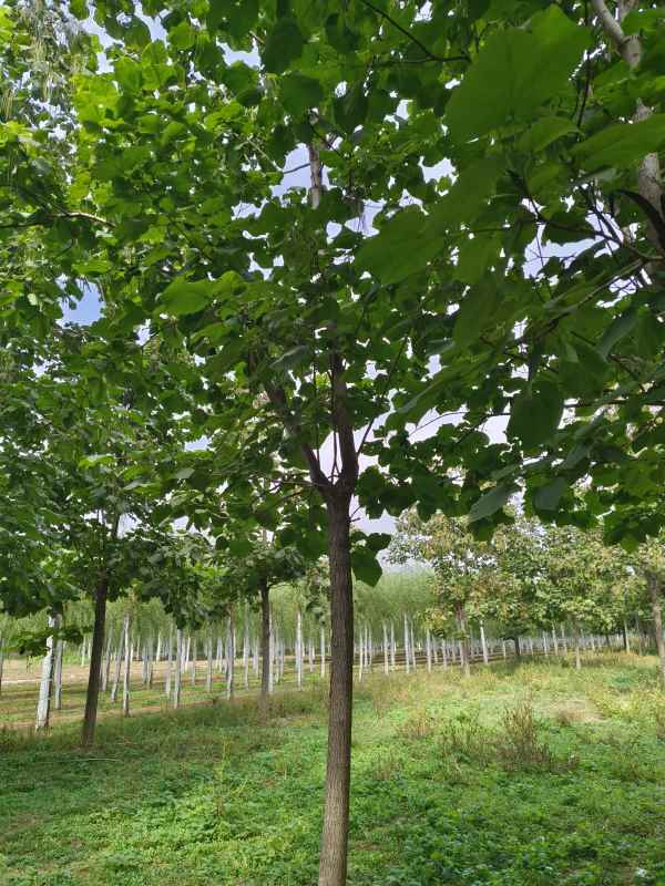 1733640394671967.jpg IMG_20231002_114736.jpg