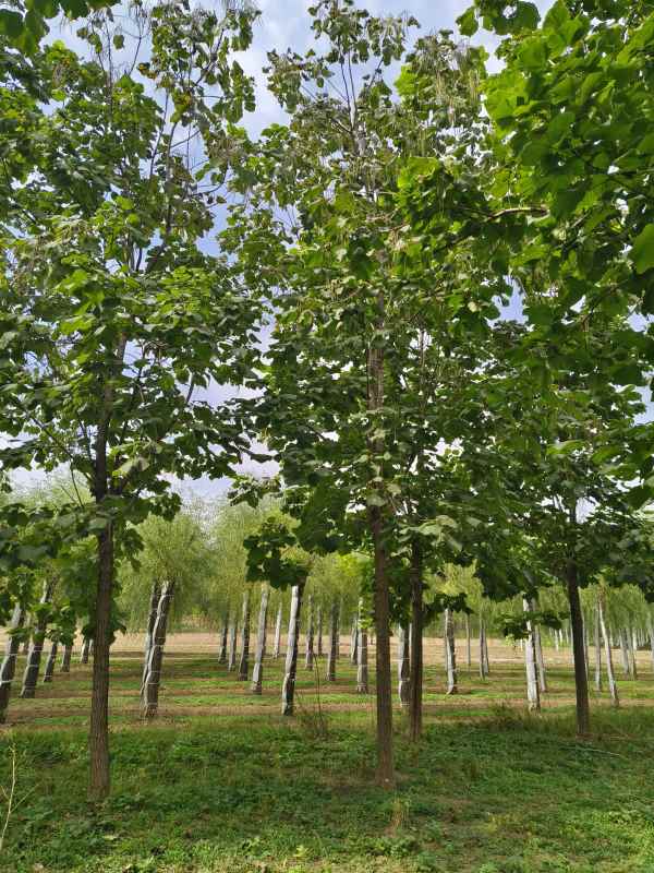 1733640660676718.jpg IMG_20231002_114739.jpg