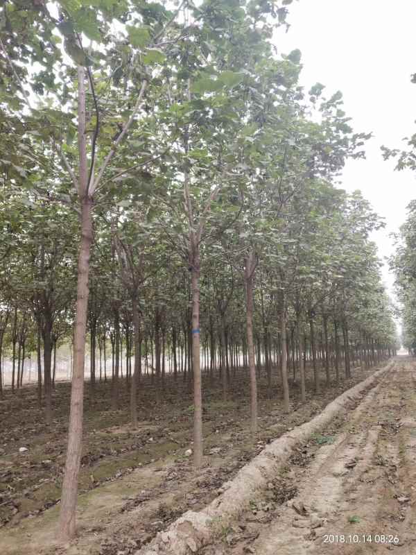 1733640748433824.jpg mmexport1542031014800.jpg