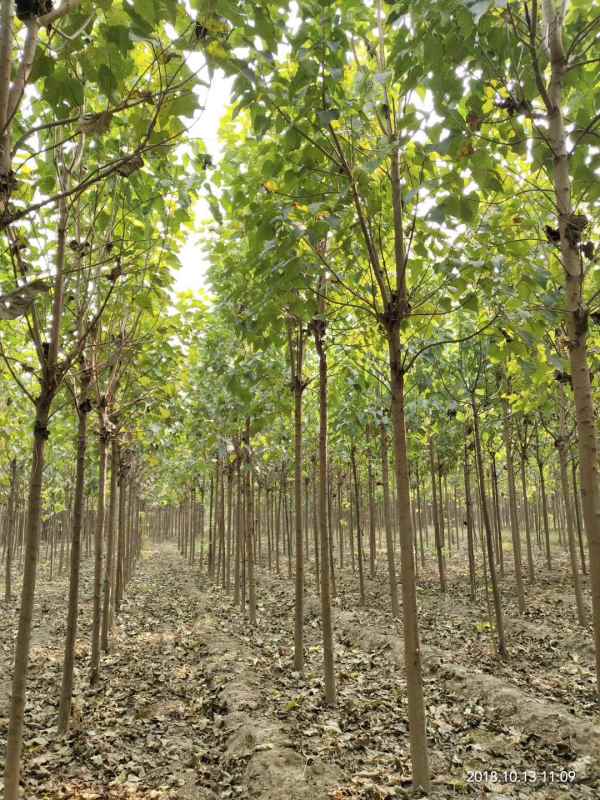 1733640933411186.jpg mmexport1543035221027.jpg