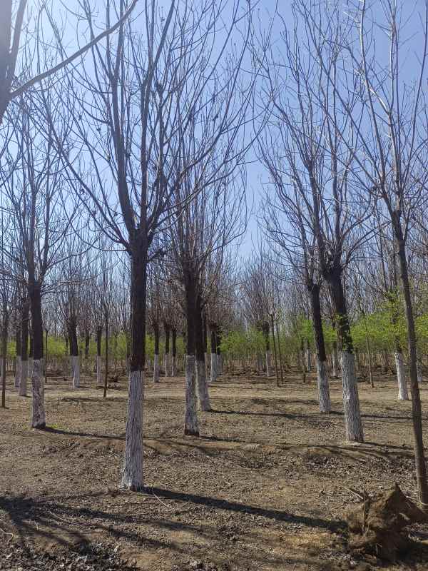 1733641214274045.jpg IMG_20230327_133313.jpg