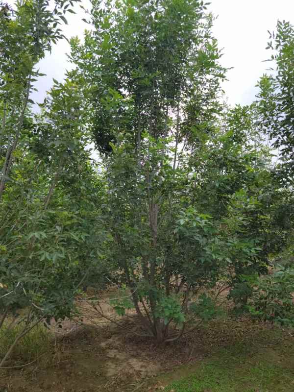 1733894725417125.jpg mmexport1634189493204.jpg