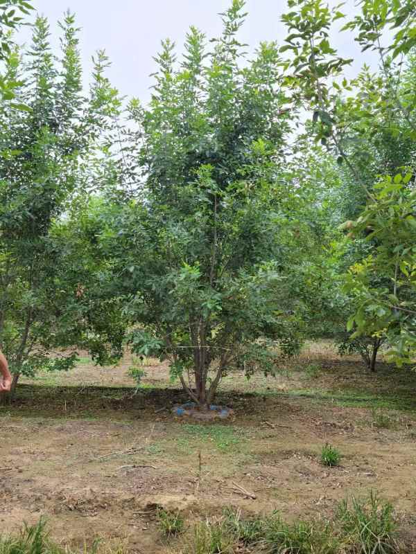 1733894811695468.jpg mmexport1634189490887.jpg