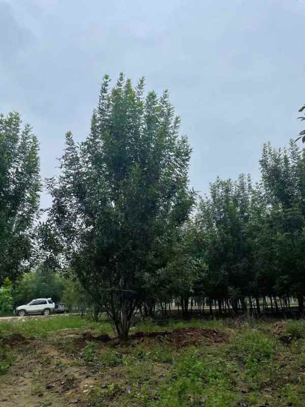 1733895018765074.jpg mmexport1634189457831.jpg