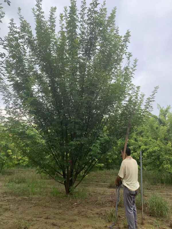 1733895299450150.jpg mmexport1634189373744.jpg