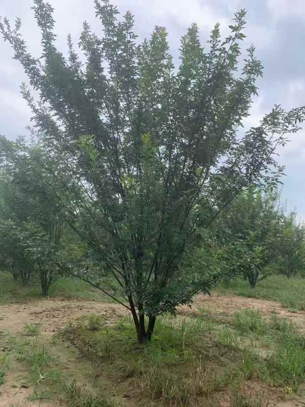 1733895378642864.jpg mmexport1634189369145.jpg