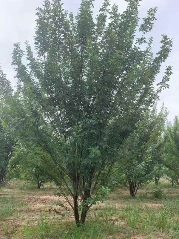 1733895479590910.jpg mmexport1634189359675.jpg