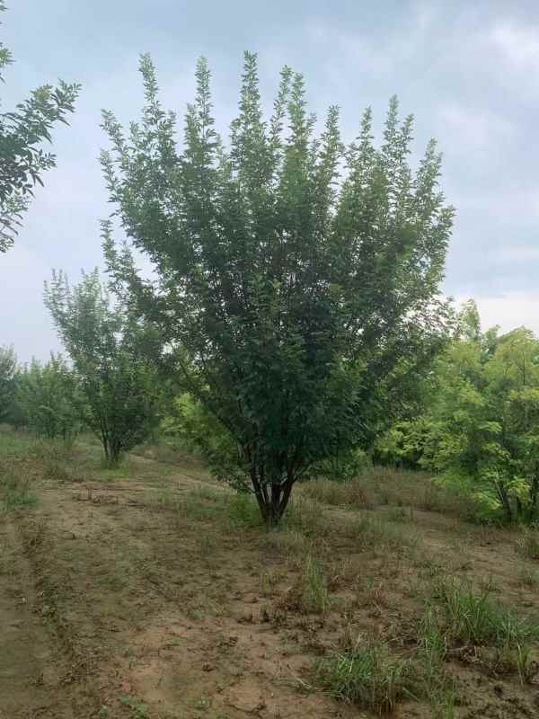 1733896287719466.jpg mmexport1634189355021.jpg