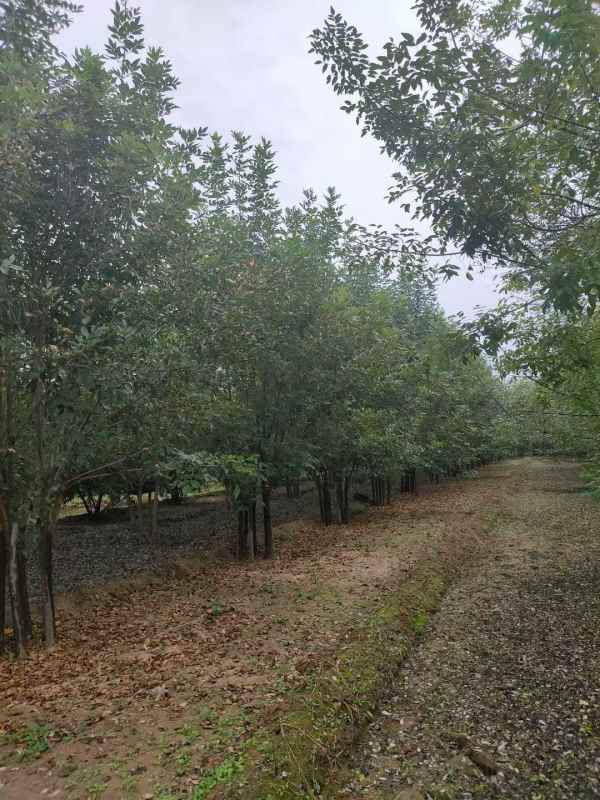 1733896473221779.jpg mmexport1634189328106.jpg