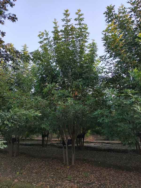 1733896541556842.jpg mmexport1634189325824.jpg