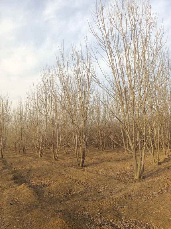 1733896674963696.jpg IMG_20230304_170610.jpg