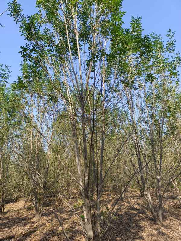 1733898060937672.jpg IMG_20211023_101045.jpg