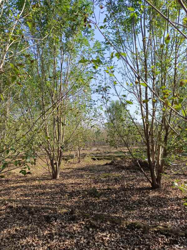 1733898140877650.jpg IMG_20211023_101026.jpg