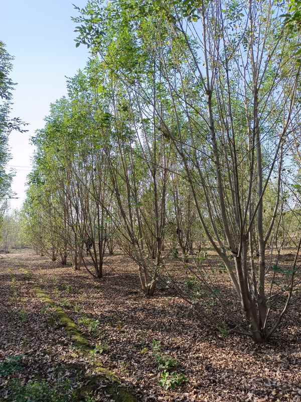 1733898225756200.jpg IMG_20211023_101012.jpg