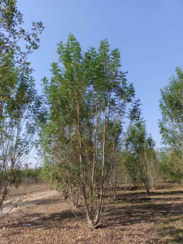 1733898366330797.jpg IMG_20211023_100849.jpg