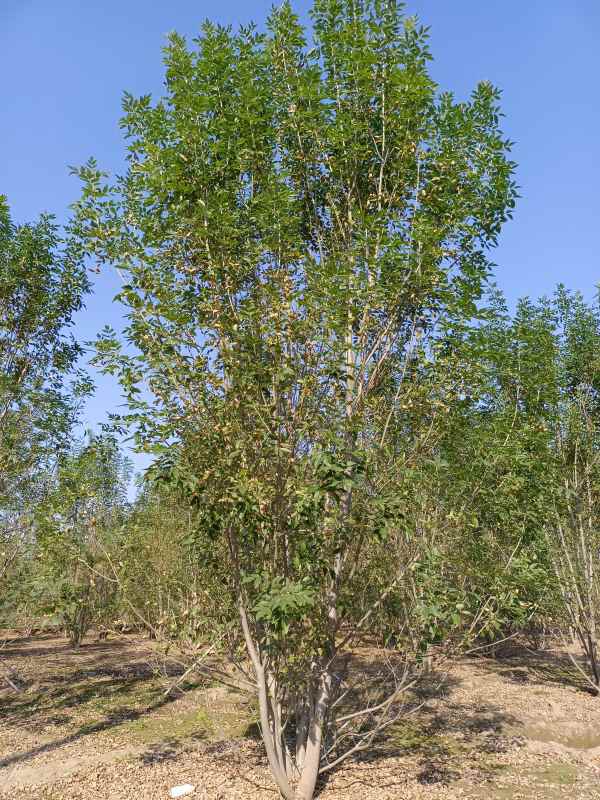 1733898456138140.jpg IMG_20211023_100822.jpg