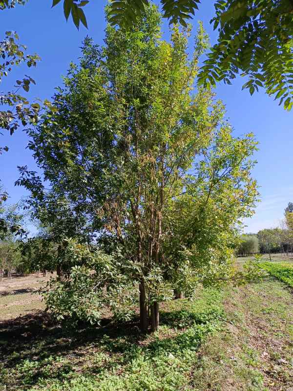 1733898608737954.jpg IMG_20211016_120046.jpg