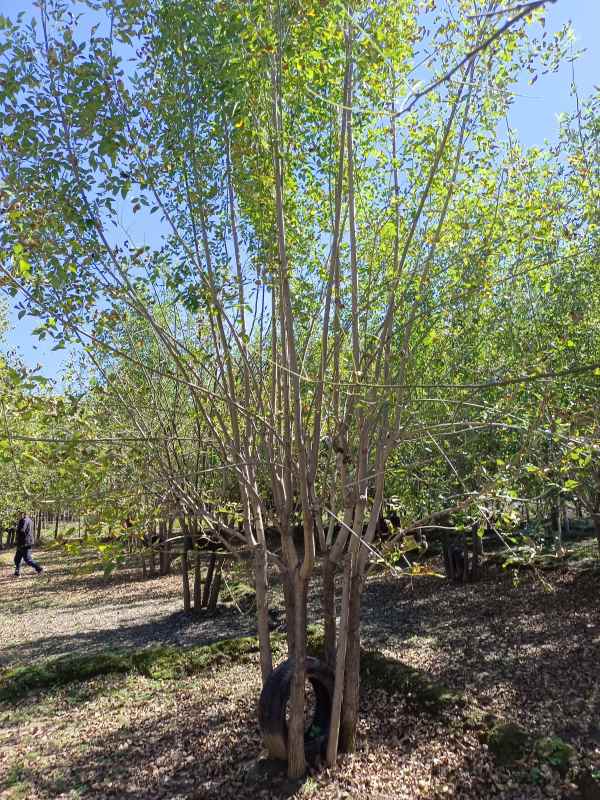 1733898760196015.jpg IMG_20211016_115432.jpg