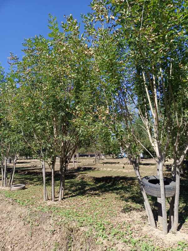 1733898965953083.jpg IMG_20211016_115231.jpg