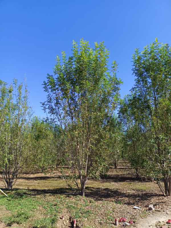 1733899586882381.jpg IMG_20211016_114017.jpg