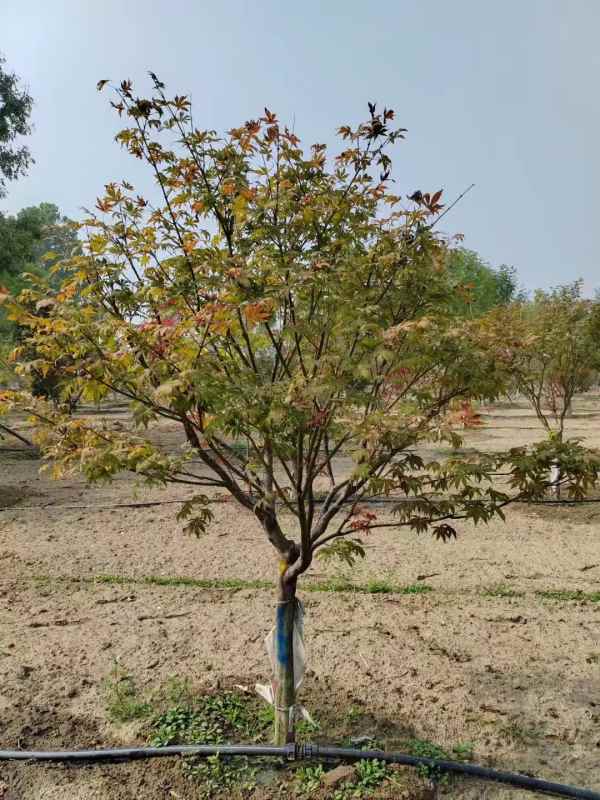 1734243130674681.jpg mmexport1731460821641.jpg