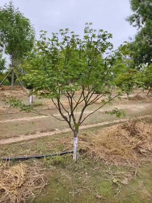 1734243289697548.jpg mmexport1731460812129.jpg