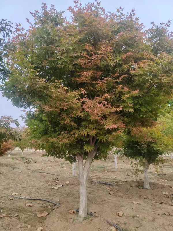 1734244477263458.jpg mmexport1731460818996.jpg