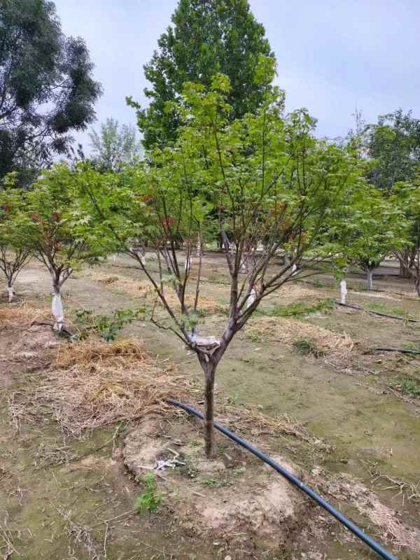 1734244776161382.jpg mmexport1731460809766.jpg