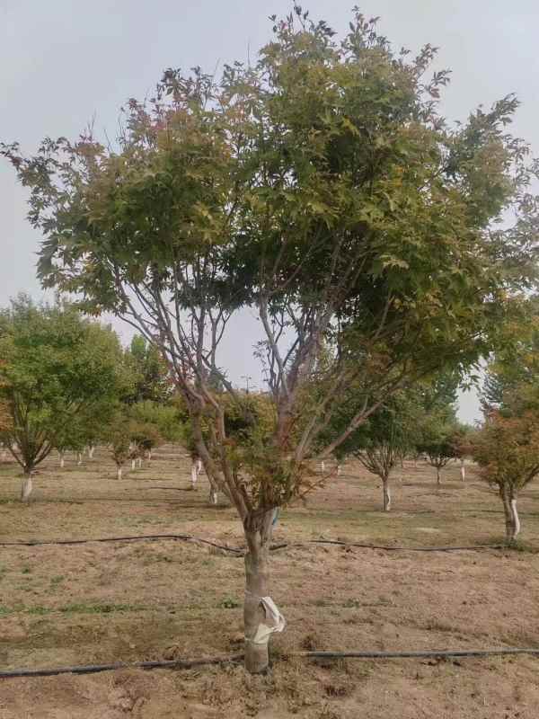 1734244843646438.jpg mmexport1731460814334.jpg