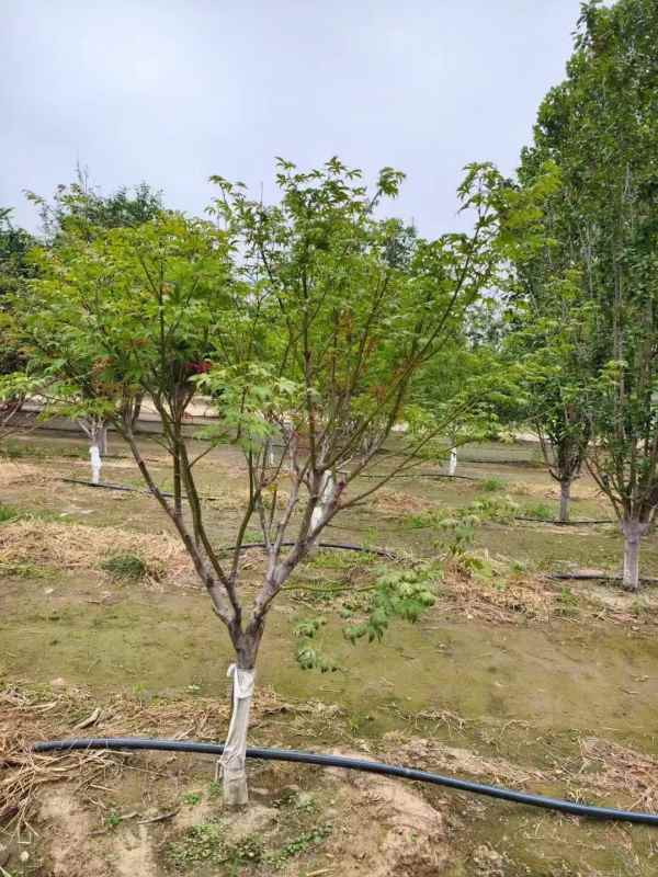 1734244928985719.jpg mmexport1731460805280.jpg