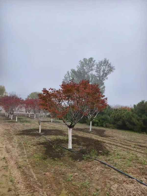 1734245071598668.jpg mmexport1731460801992.jpg