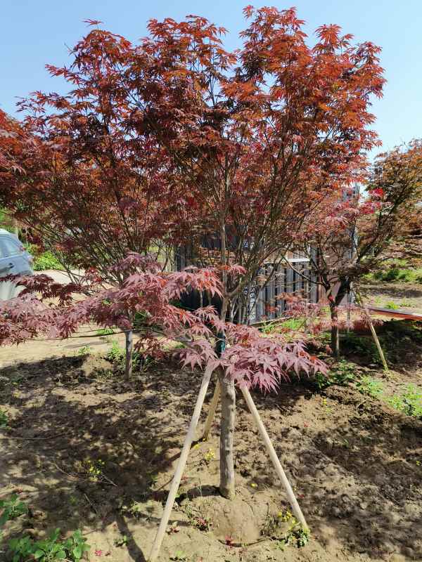 1734245160957660.jpg IMG_20230507_102027.jpg