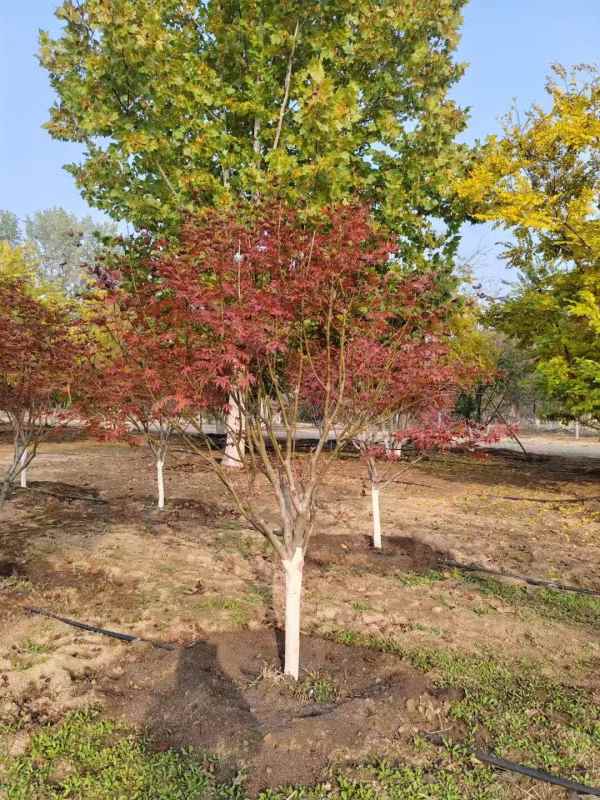 1734245261709690.jpg mmexport1731460737905.jpg