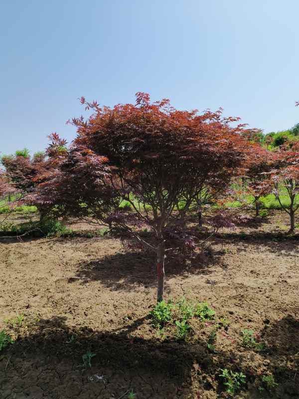 1734245337662769.jpg IMG_20230507_102035.jpg