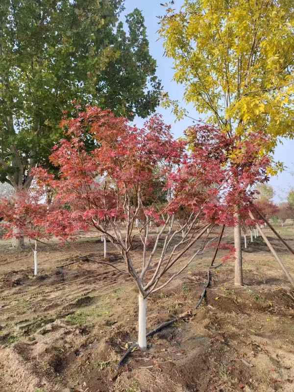 1734245554802992.jpg mmexport1731460699969.jpg