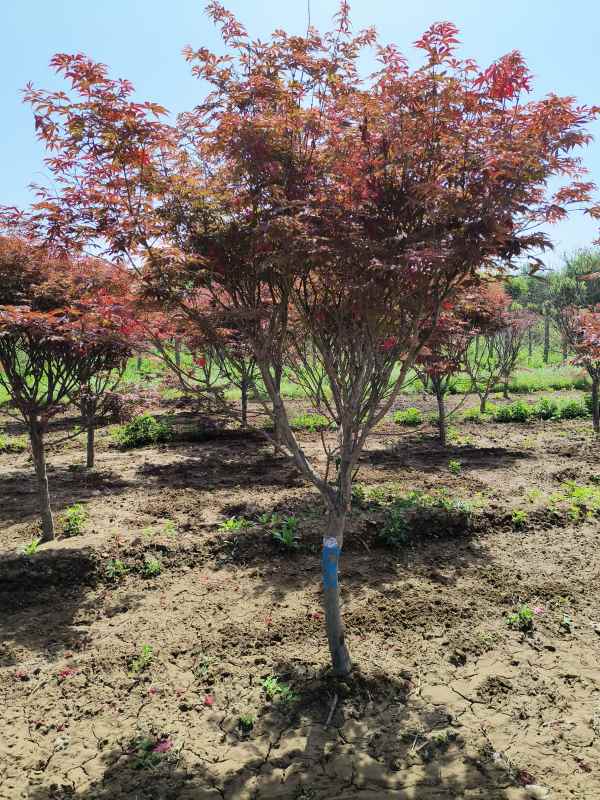 1734245624497589.jpg IMG_20230507_102045.jpg