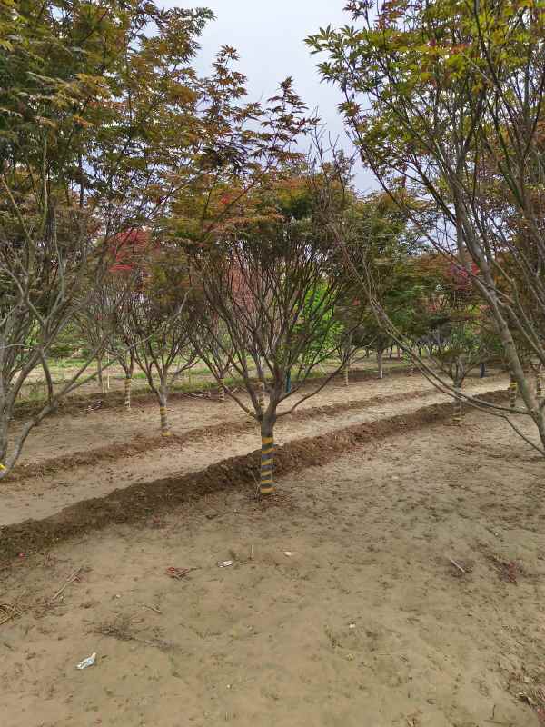 1734245700564627.jpg IMG_20230519_135346.jpg