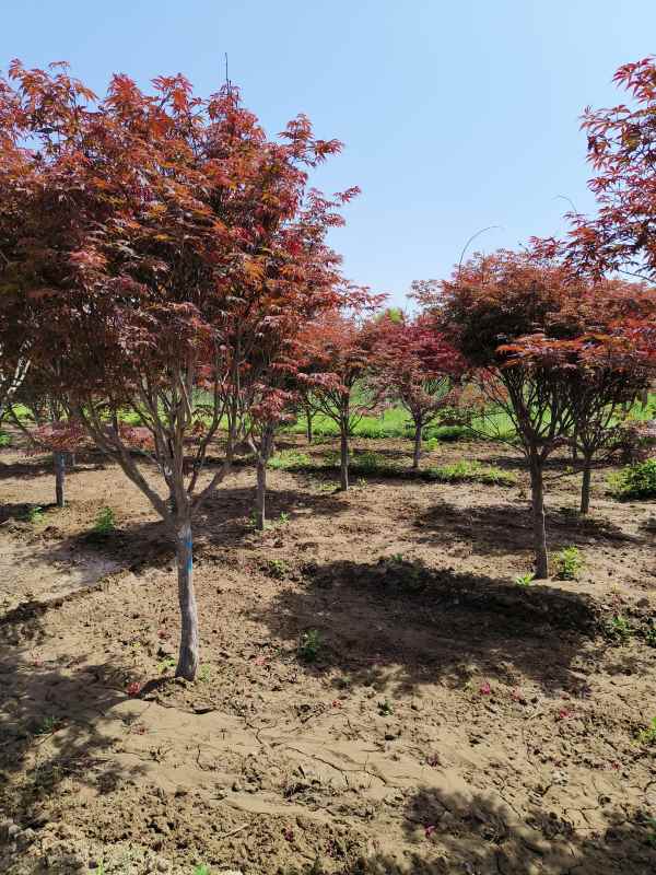 1734245774542435.jpg IMG_20230507_102047.jpg