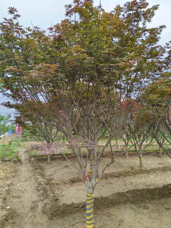 1734245831432812.jpg IMG_20230519_135344.jpg